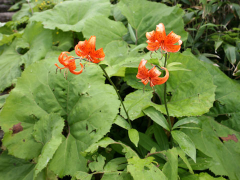 Lilium medeoloides