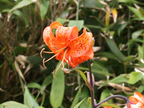 Lilium medeoloides