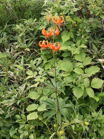 Lilium medeoloides