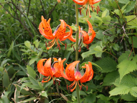 Lilium medeoloides