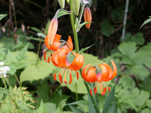 Lilium medeoloides