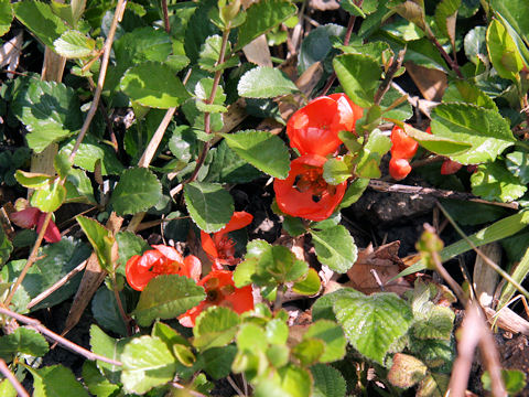 Chaenomeles japonica