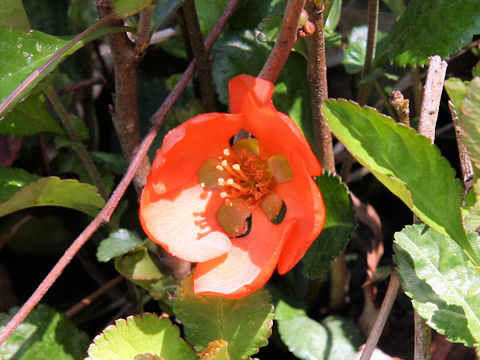 Chaenomeles japonica