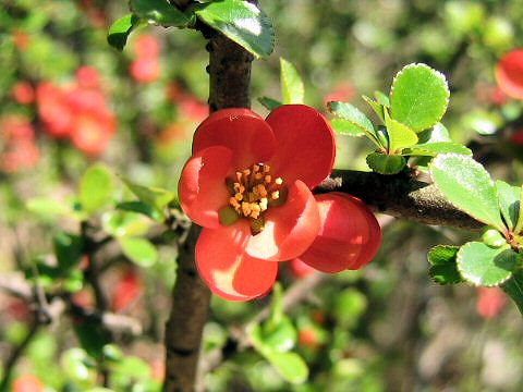 Chaenomeles japonica