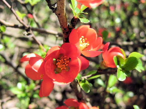 Chaenomeles japonica