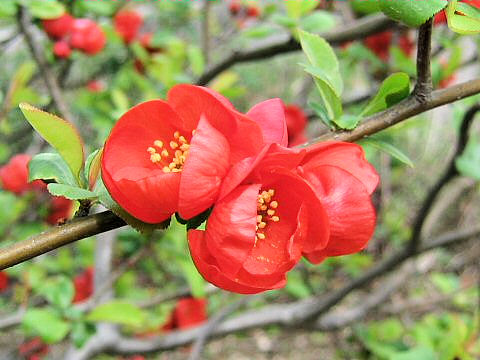 Chaenomeles japonica