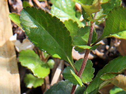 Chaenomeles japonica