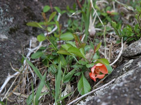 Chaenomeles japonica