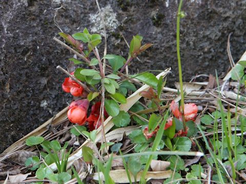 Chaenomeles japonica