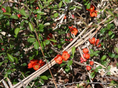 Chaenomeles japonica