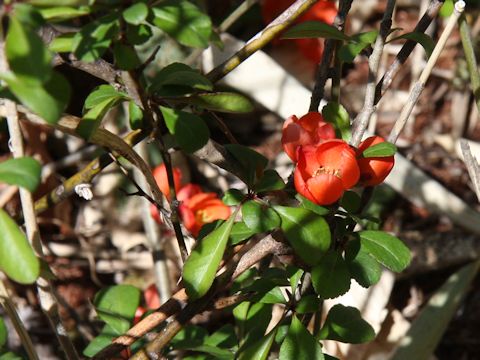 Chaenomeles japonica