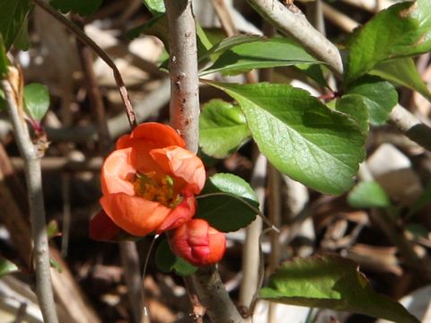 Chaenomeles japonica