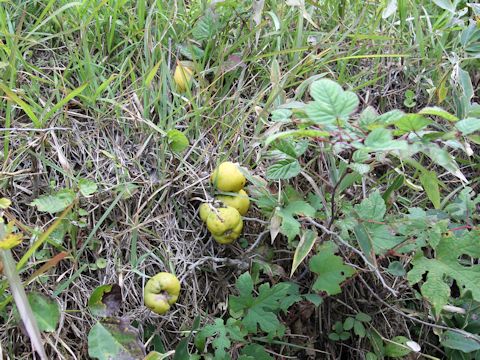 Chaenomeles japonica