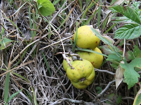 Chaenomeles japonica