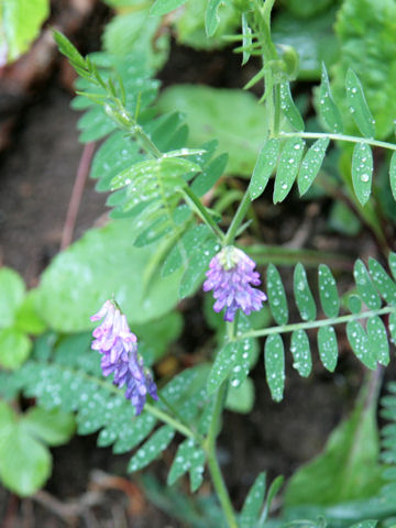 Vicia cracca