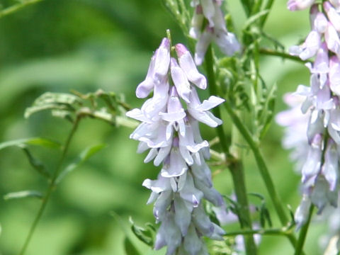 Vicia cracca