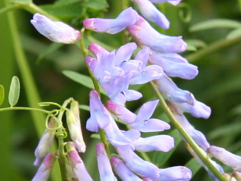 Vicia cracca