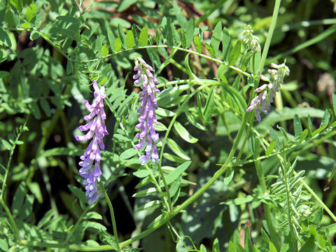 Vicia cracca