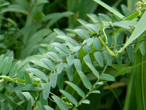 Vicia cracca