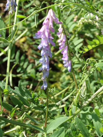 Vicia cracca