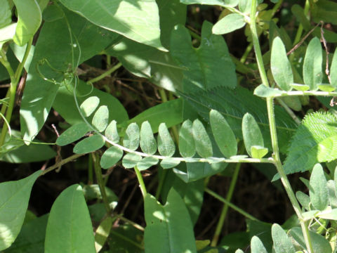 Vicia cracca