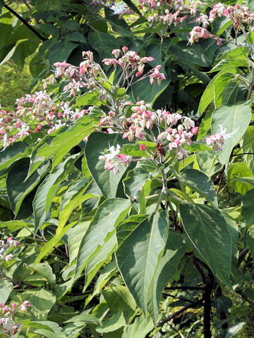 Clerodendrum trichotomum