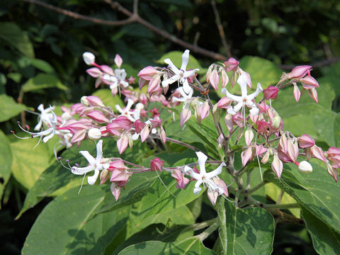 Clerodendrum trichotomum