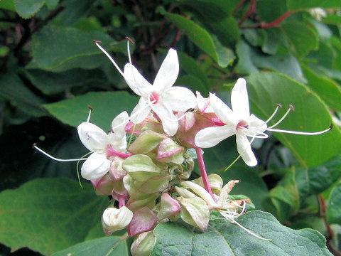 Clerodendrum trichotomum