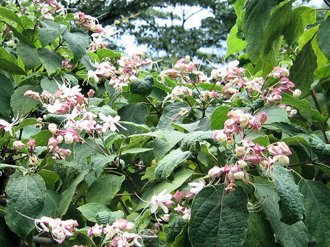 Clerodendrum trichotomum