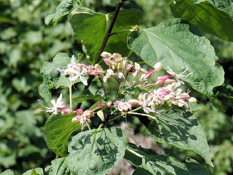 Clerodendrum trichotomum