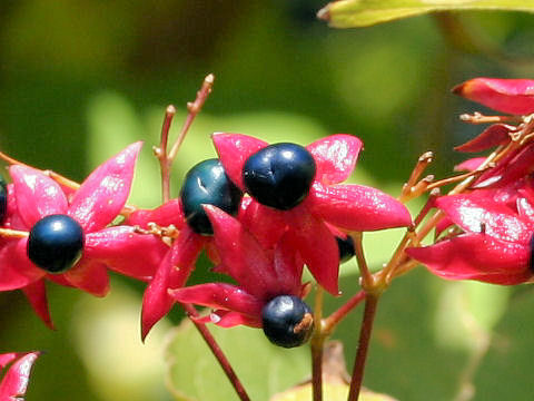 Clerodendrum trichotomum