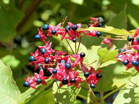 Clerodendrum trichotomum