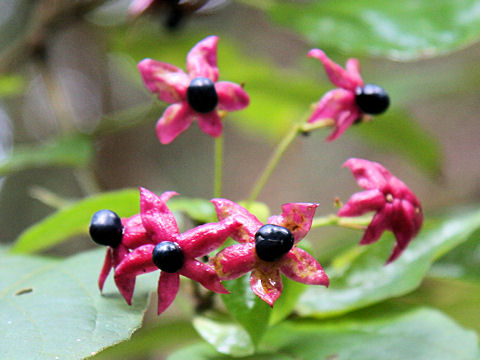 Clerodendrum trichotomum