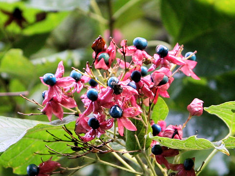 Clerodendrum trichotomum