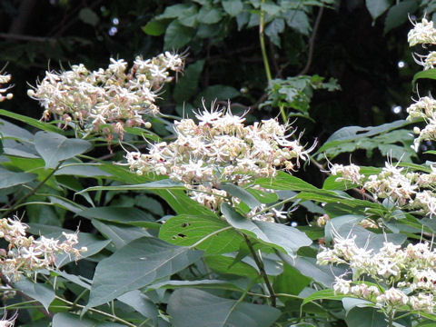 Clerodendrum trichotomum