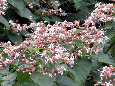 Clerodendrum trichotomum