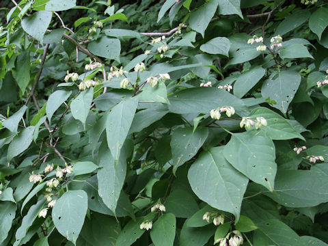 Clerodendrum trichotomum