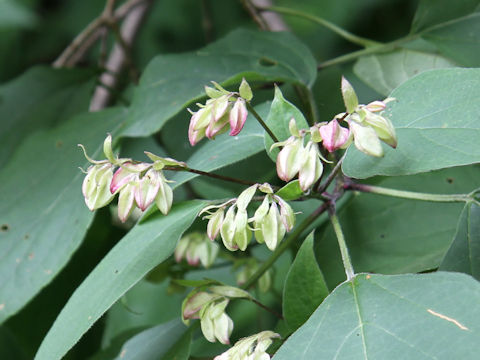 Clerodendrum trichotomum