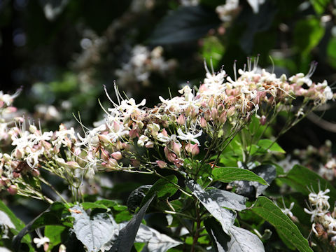 Clerodendrum trichotomum