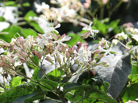 Clerodendrum trichotomum