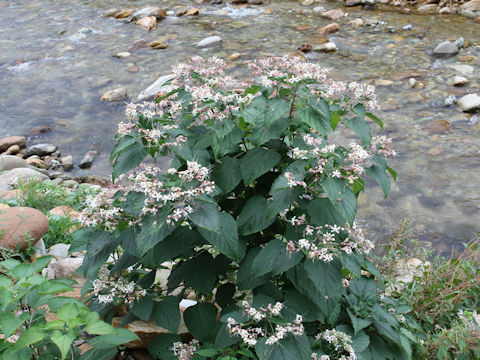 Clerodendrum trichotomum