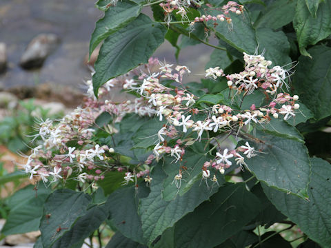 Clerodendrum trichotomum