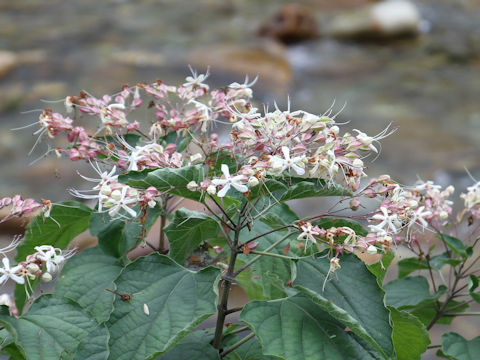 Clerodendrum trichotomum