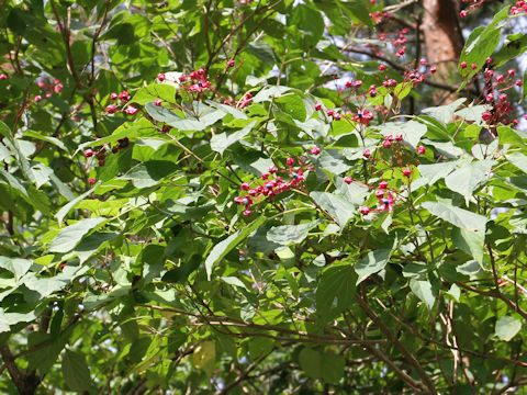 Clerodendrum trichotomum