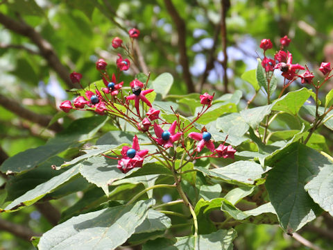 Clerodendrum trichotomum