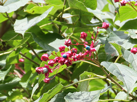 Clerodendrum trichotomum