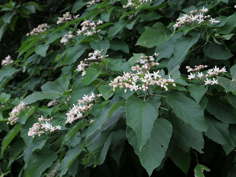 Clerodendrum trichotomum