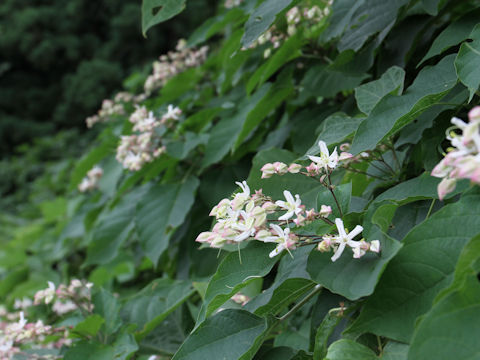 Clerodendrum trichotomum