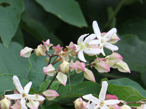 Clerodendrum trichotomum