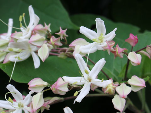 Clerodendrum trichotomum